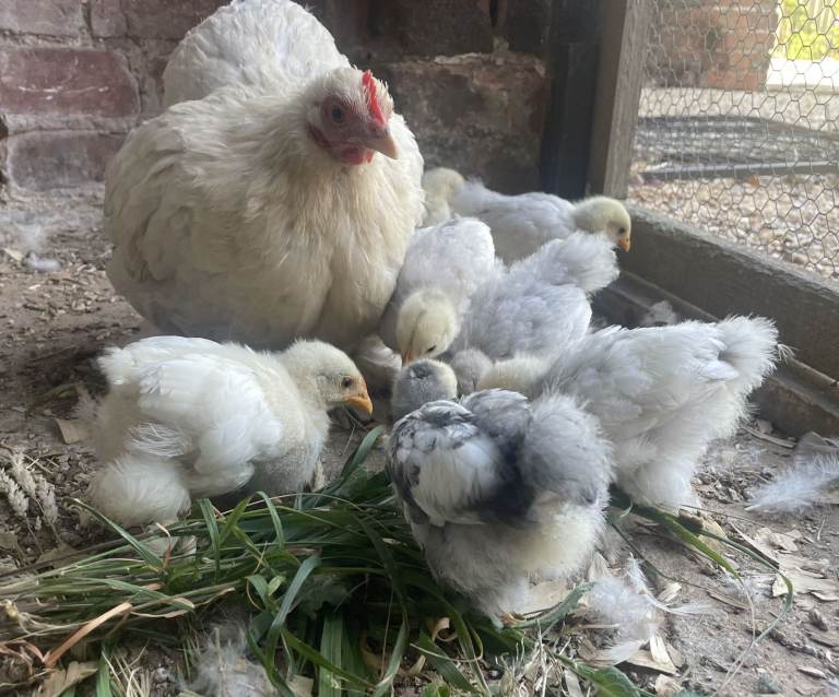 Pekin Bantam Chicks - NOW ALL SOLD
