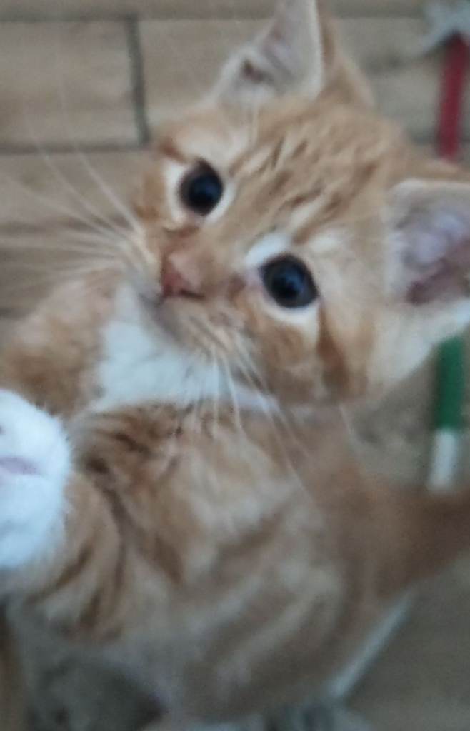 Kitten MALE - ready to go