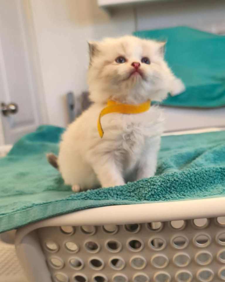 Beautiful Ragdoll Kittens For Sale!!!! 