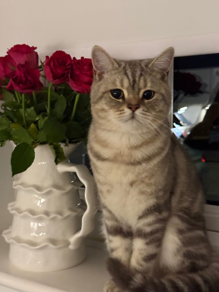6 month old kitten - BRITISH SHORTHAIR - BSH