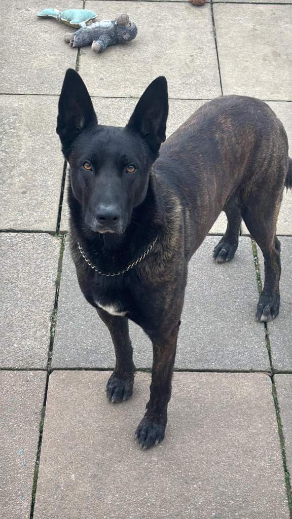 dutch shepherd puppies