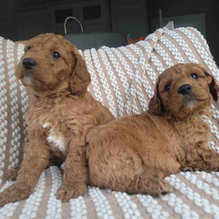 Cockapoo puppies 