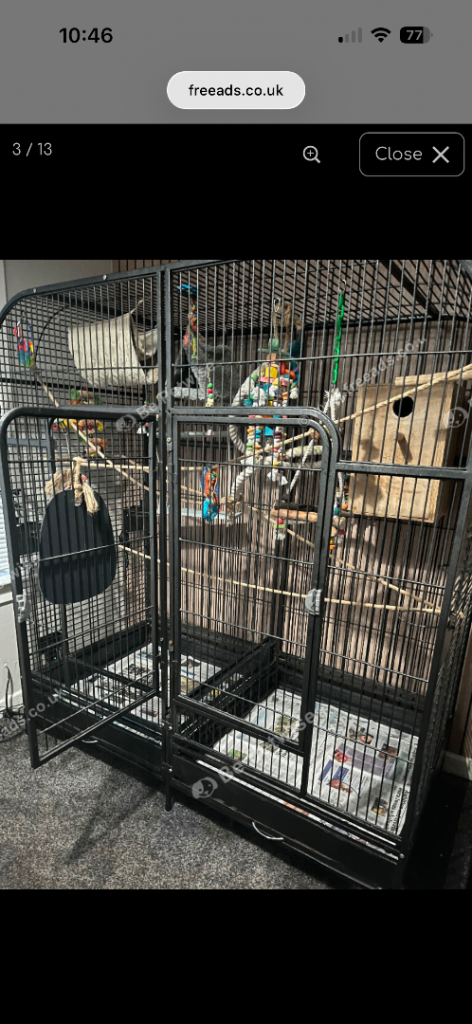 Bird cage& cockitals