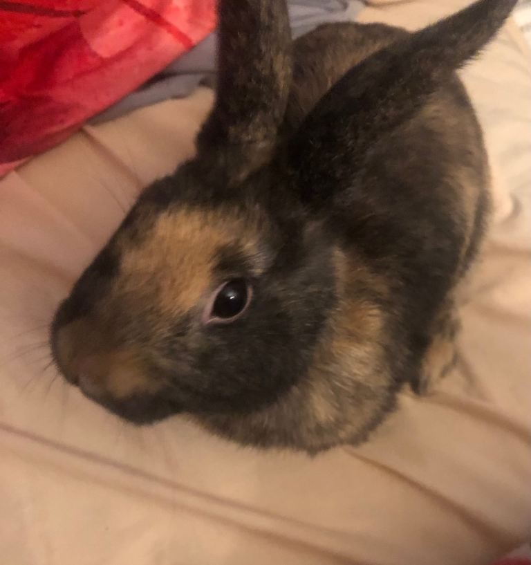 Six month old female rabbit 