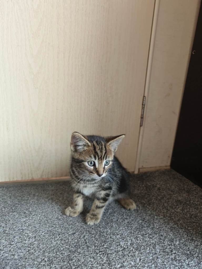 🐾 Adorable Kittens for Sale 🐾