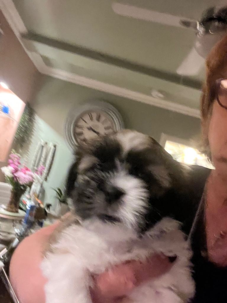 Adorable Lhasa apso girls 
