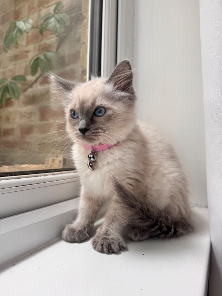 Beautiful Blue Point Ragdoll Kitten for Sale