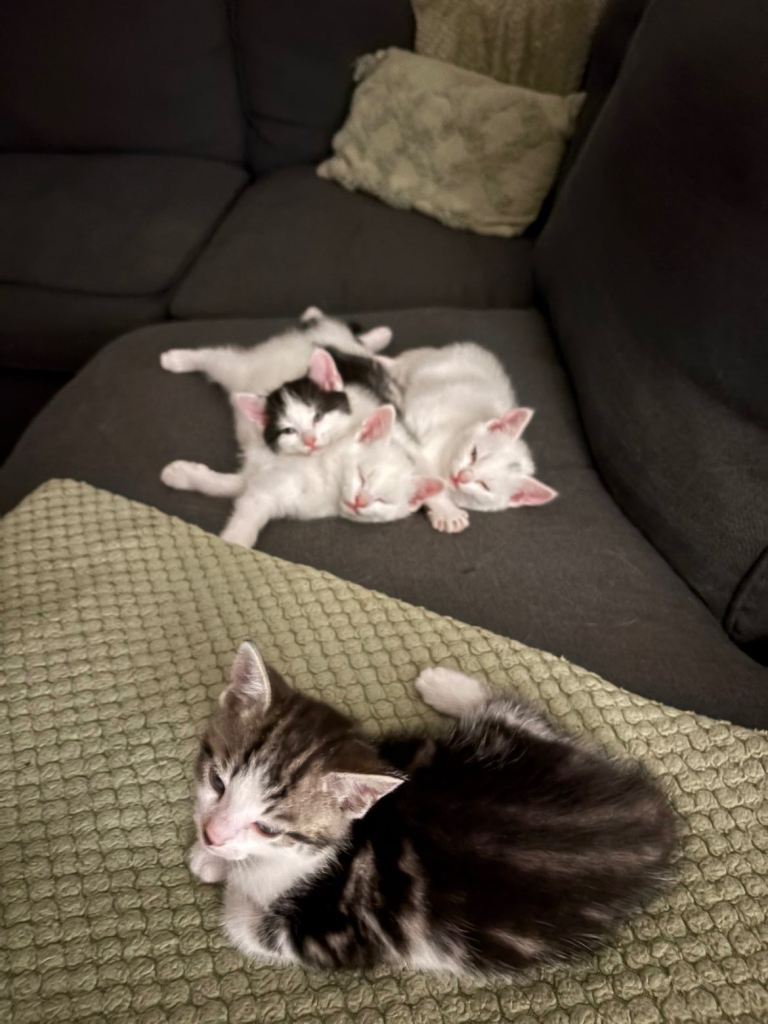 adorable kittens 