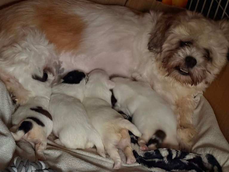 Beautiful shihtzu 