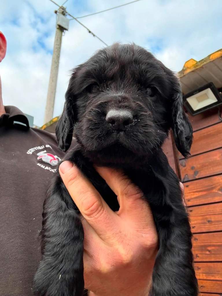 Cocker spaniel pups for sale + 1 black lab pup