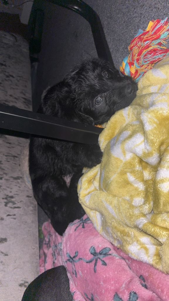 Patterdale cross puppies 