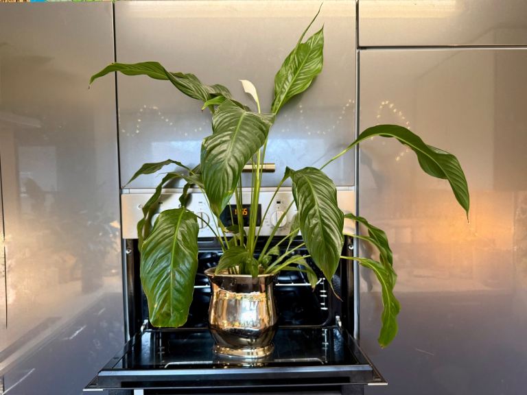 Beautiful large flowering white peace lily plant in metallic ceramic pot , very heathy easy to keep 