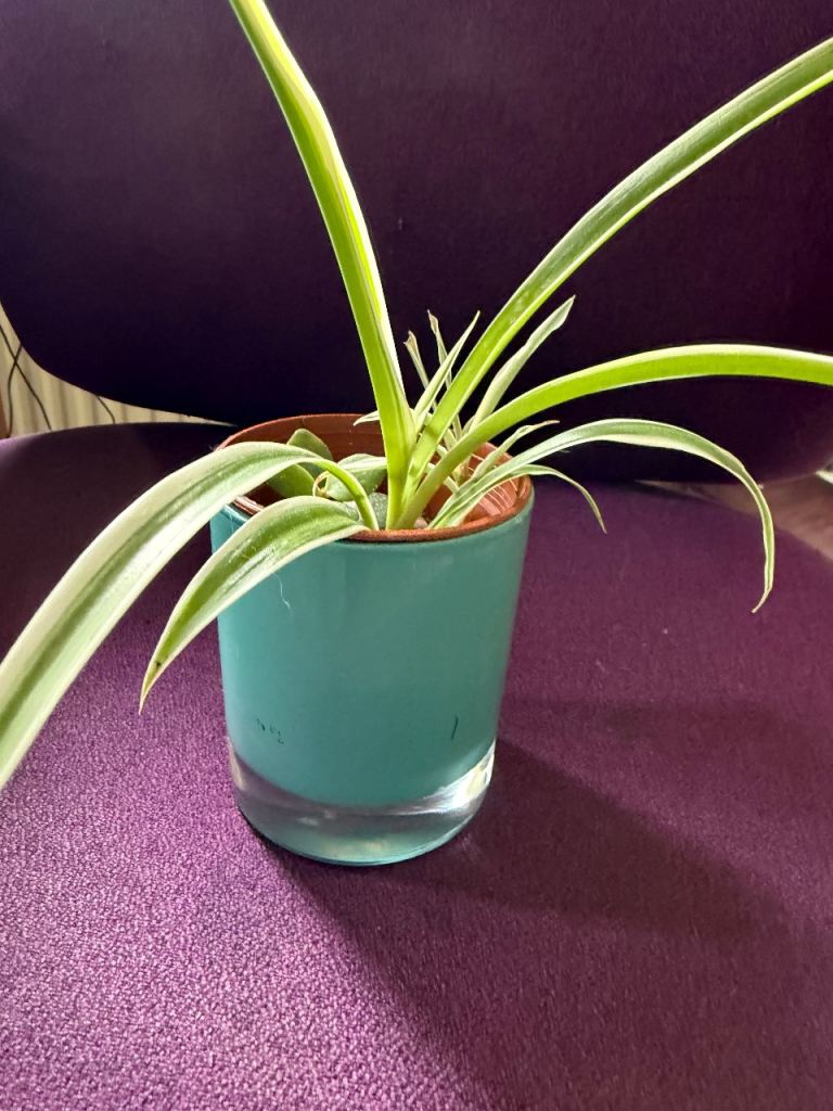 Plant pot and spider plant 