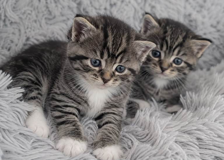 Persian Cross Tabby Kittens Beautiful 