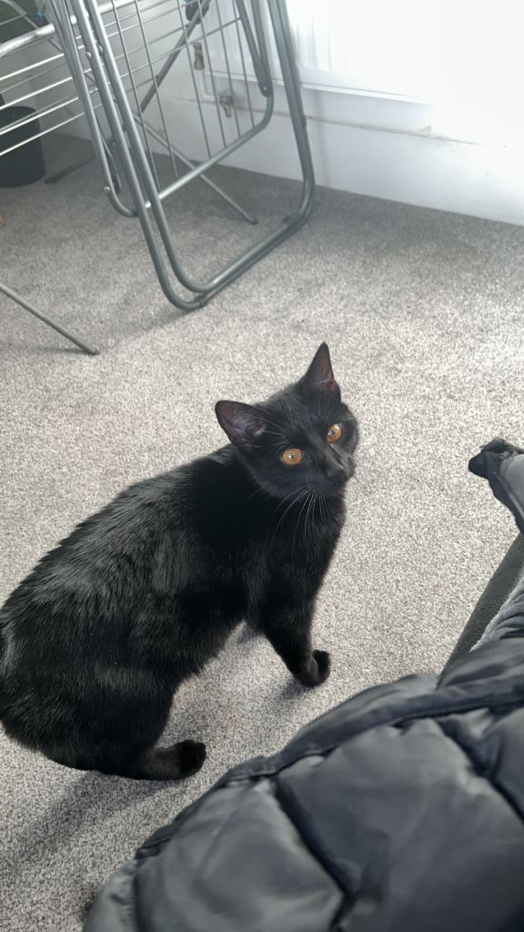 Cat looking for a home 