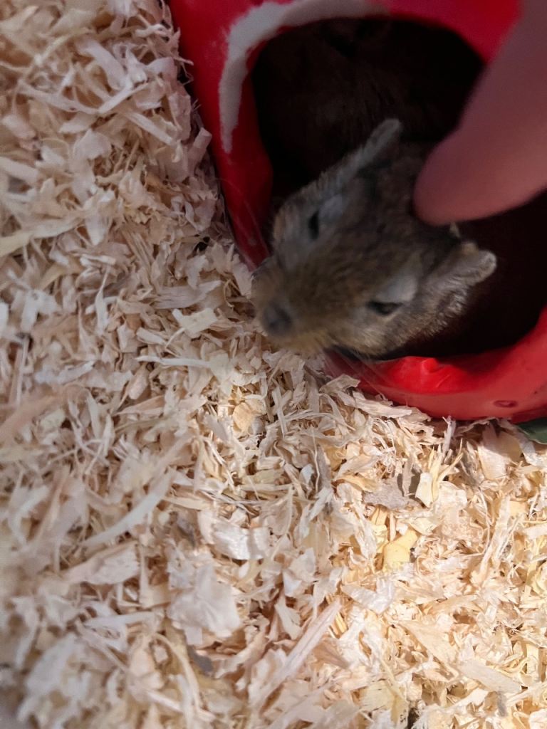 Gerbils for sale