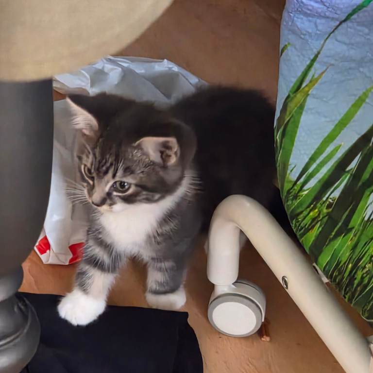 4 Kittens for sale, ready to go