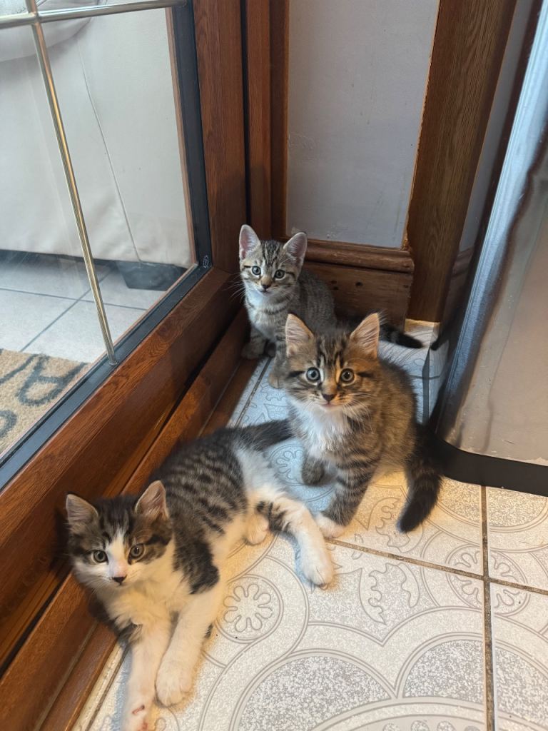 Kittens | Looking to find a forever home. 