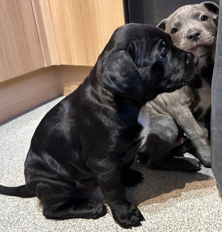 🐶 Staffy × Mastiff Puppies – Family Raised, Loving Homes Needed