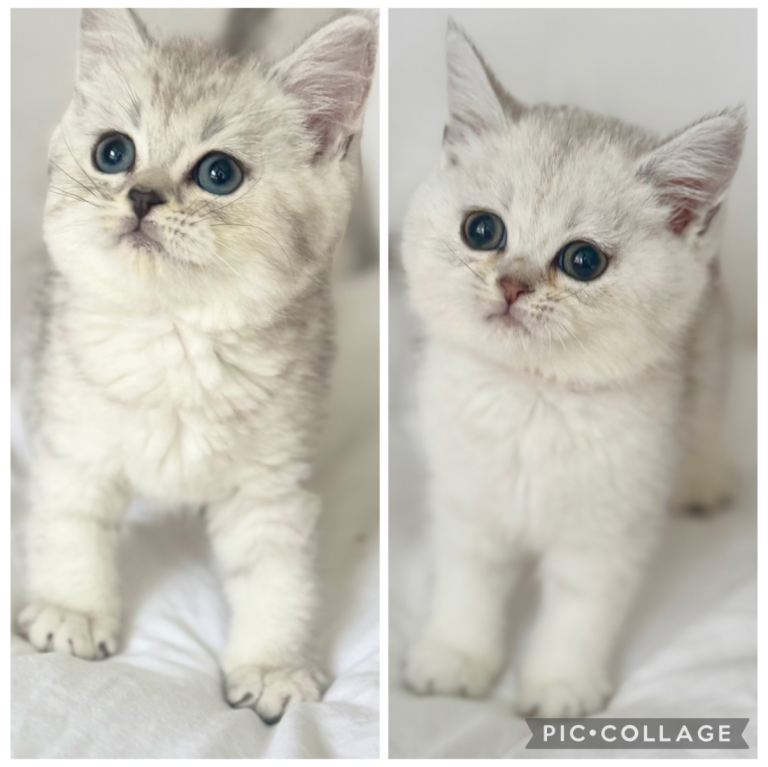 GCCF British shorthair ready now