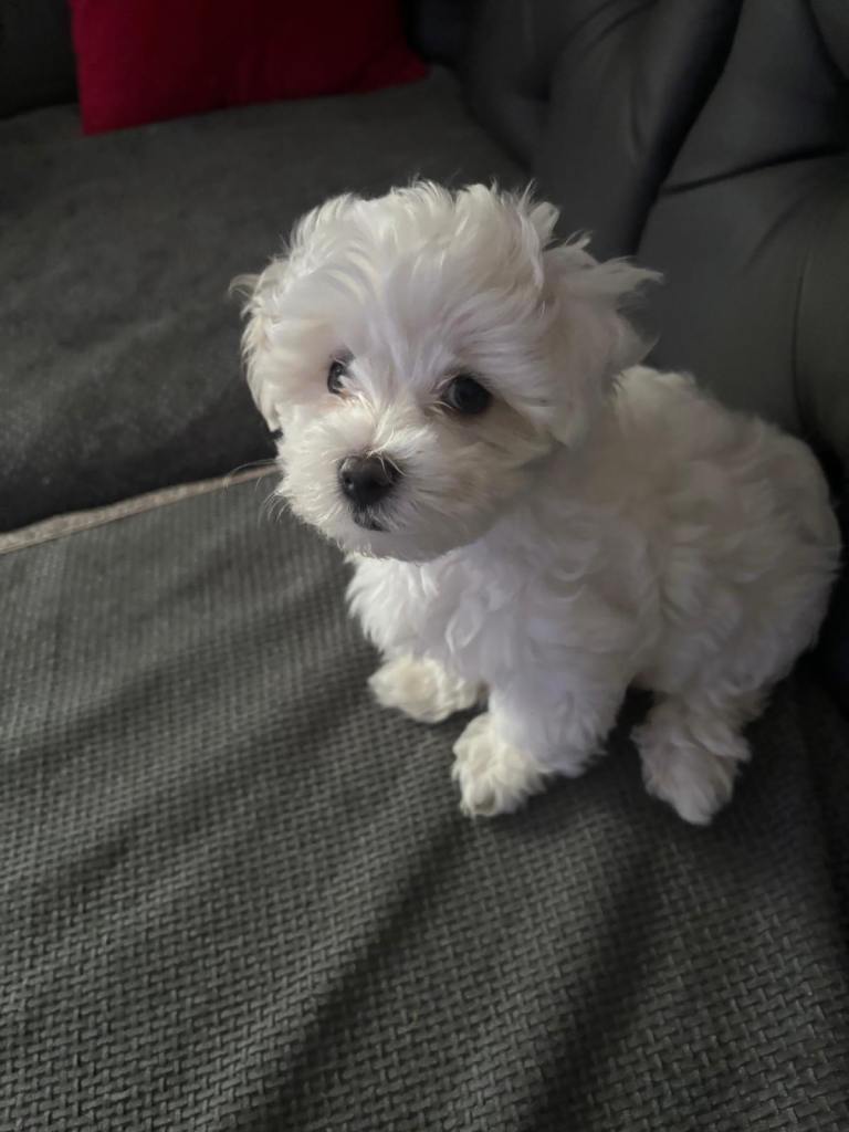 9 week old Maltese puppy for sale