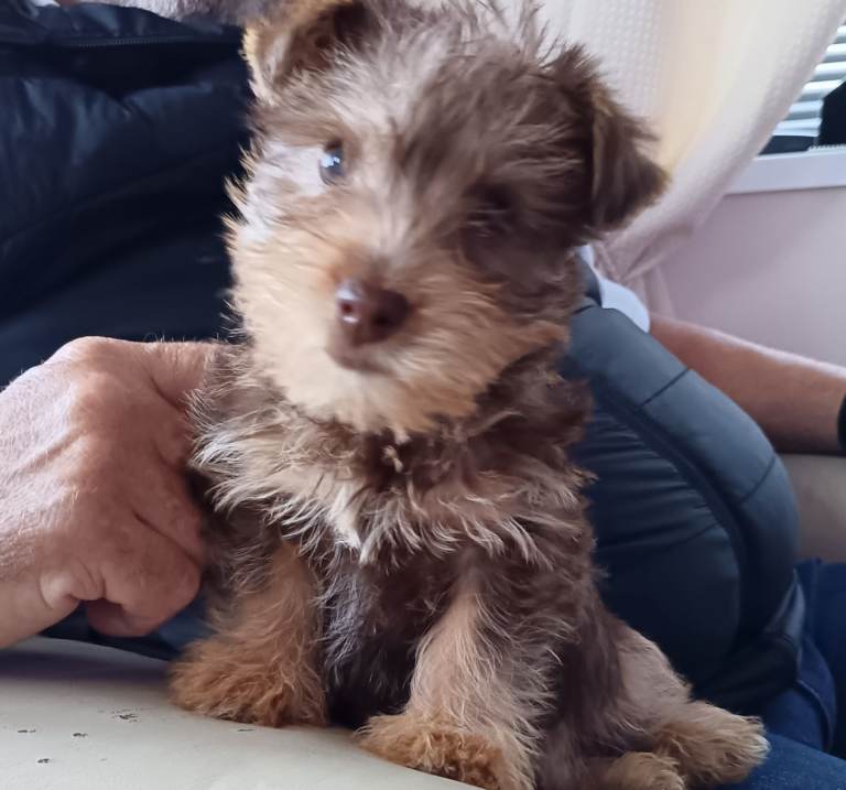 Norfolk terrier puppies 