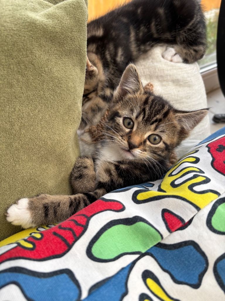 Kittens for sale 