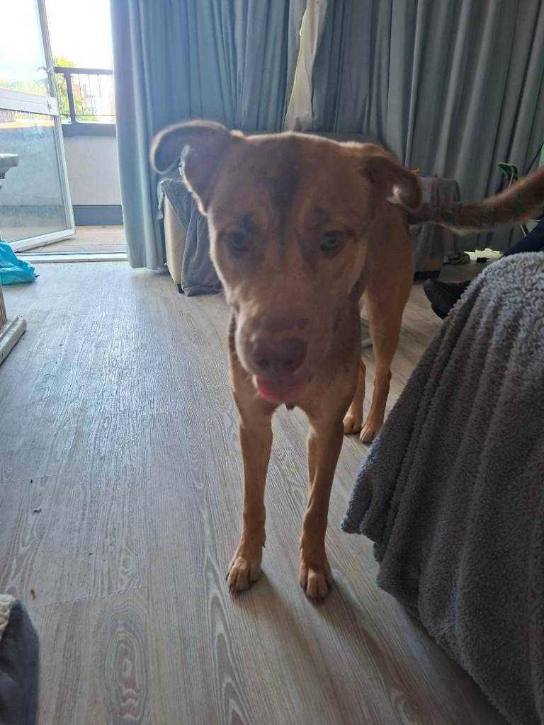8month old female puppy