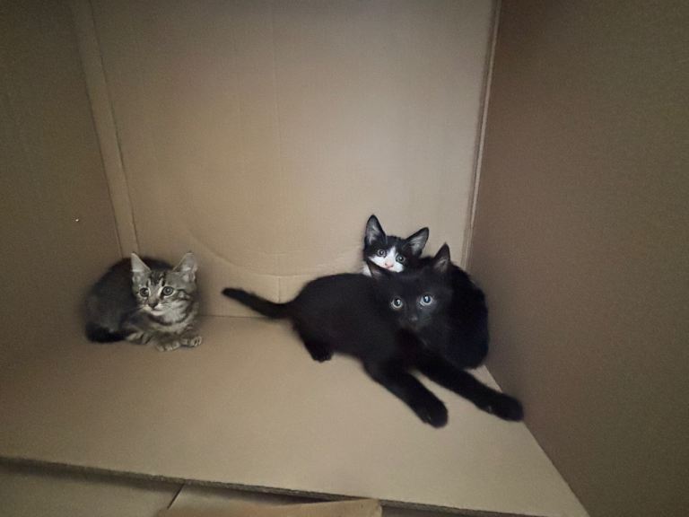 Playful kittens 