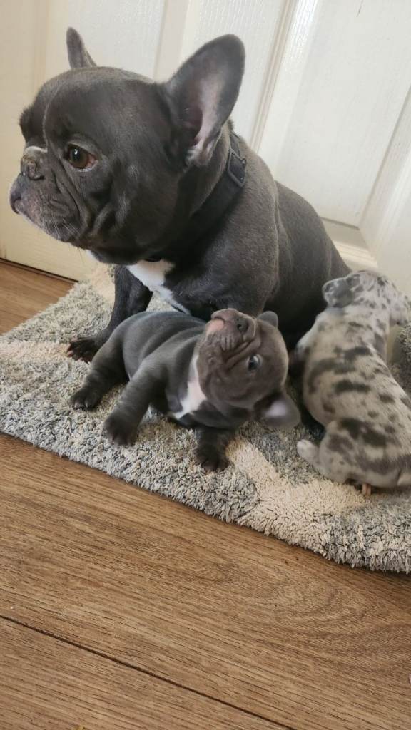Merle Blue french bulldog puppies 