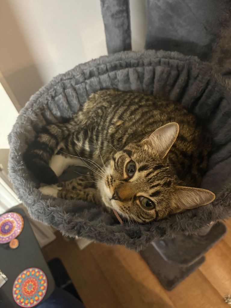 Sweetest Most Loving Kitten + DELUX STARTER BUNDLE