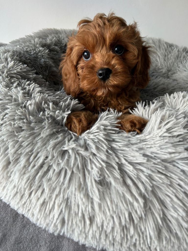 Gorgeous Cavapoo puppies