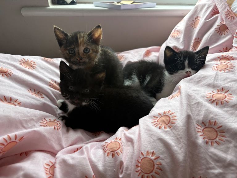 Female kitten *READY TO LEAVE NOW*