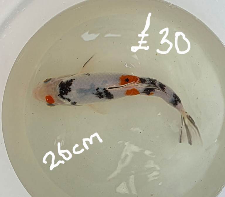 Koi carp for sale