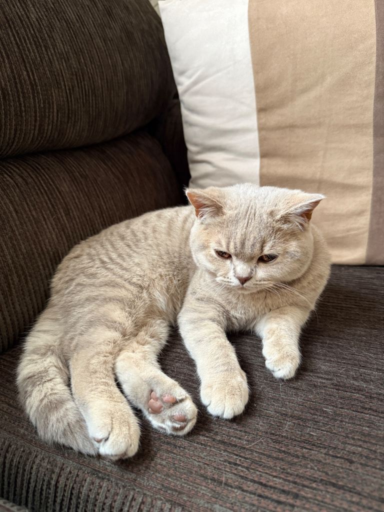 British Shorthair Kitten Lilac 6 months 