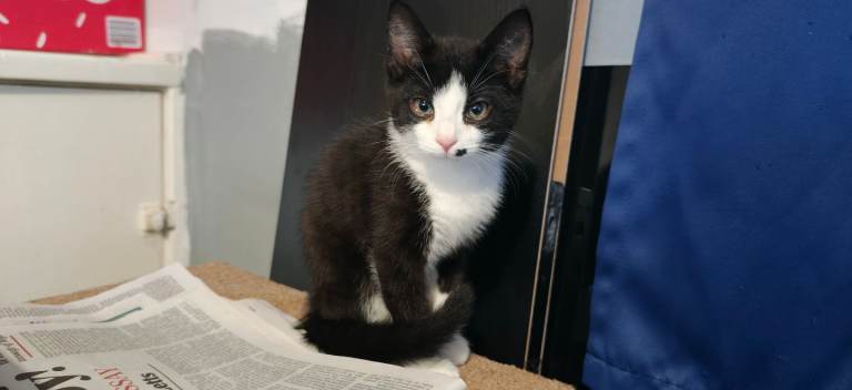 Tuxedo kitten