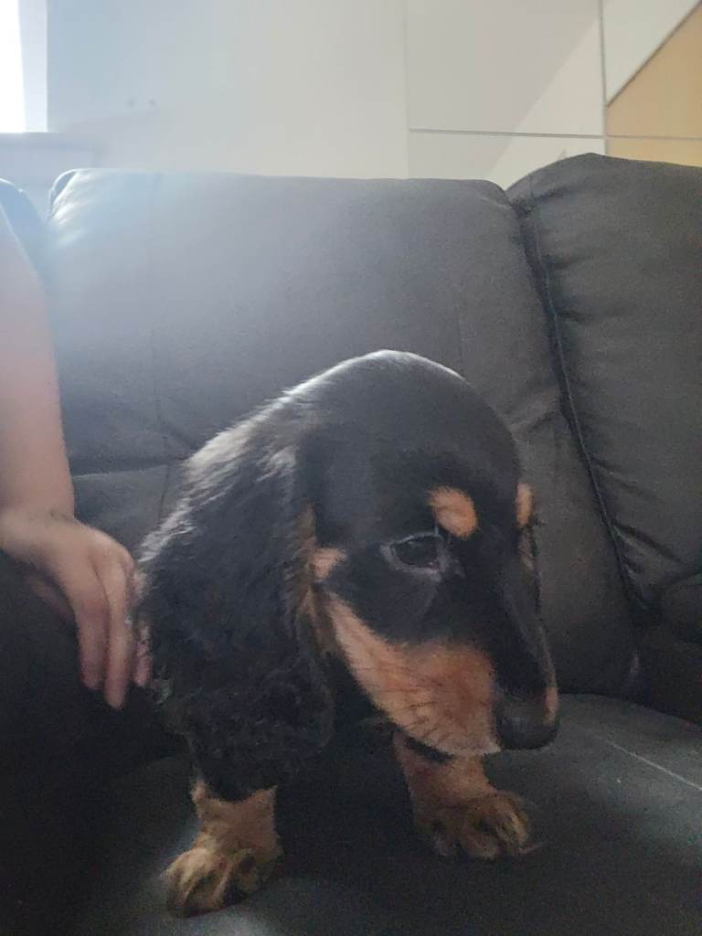 Miniature Dachshund puppies
