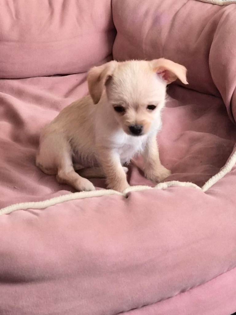Chihuahua puppy for sale