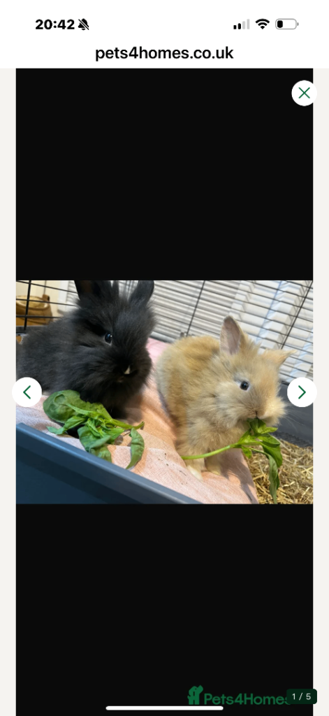 2 beautiful lions head manes for sale 