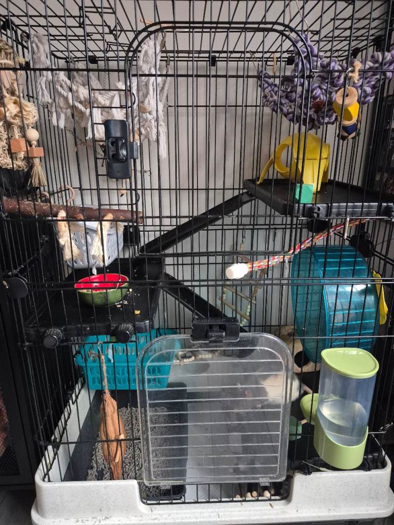 Female rat and cage