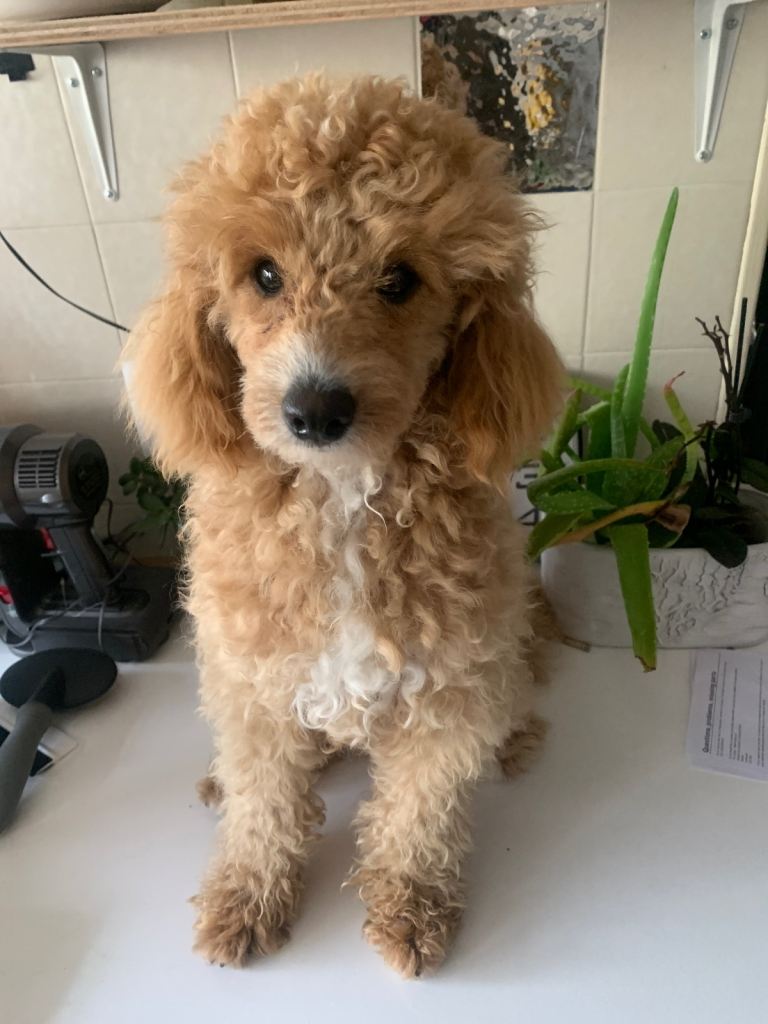 poodle Tan 11 months old 