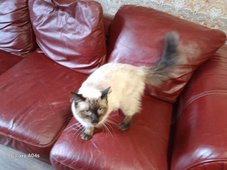 Pure bred ragdoll male kitten