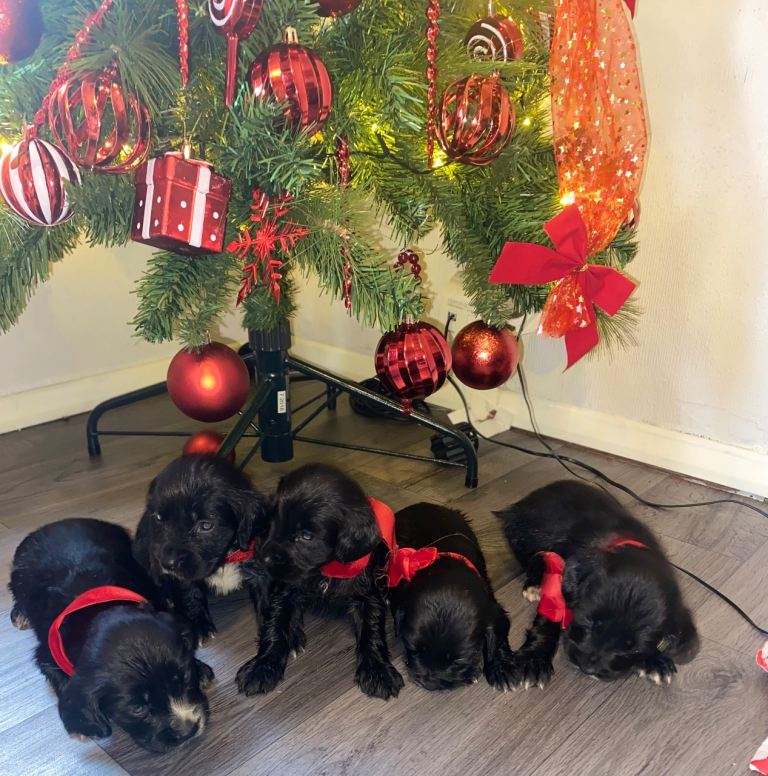 Cocker spaniel puppies 