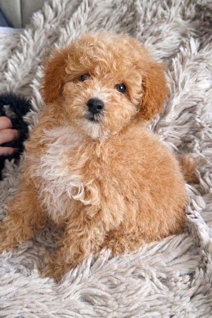  multipoo ready to leave 