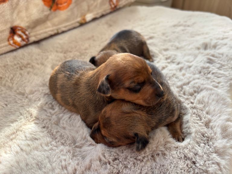 Adorable merle Miniature Pinscher Puppy’s 