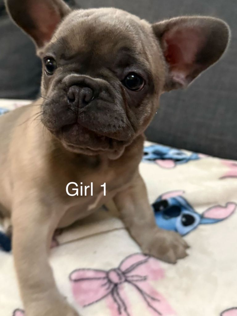 French bulldog puppies
