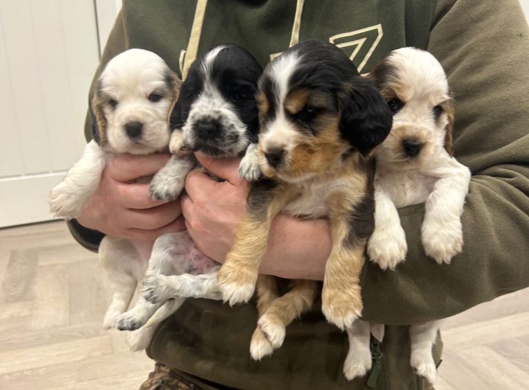 Cocker spaniel puppies show type 