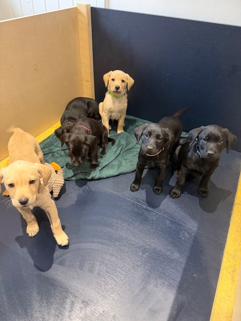 Kc reg Labrador puppies