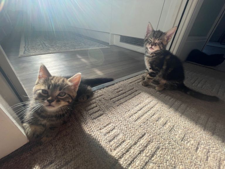 Playful little kitty’s needs a new home 