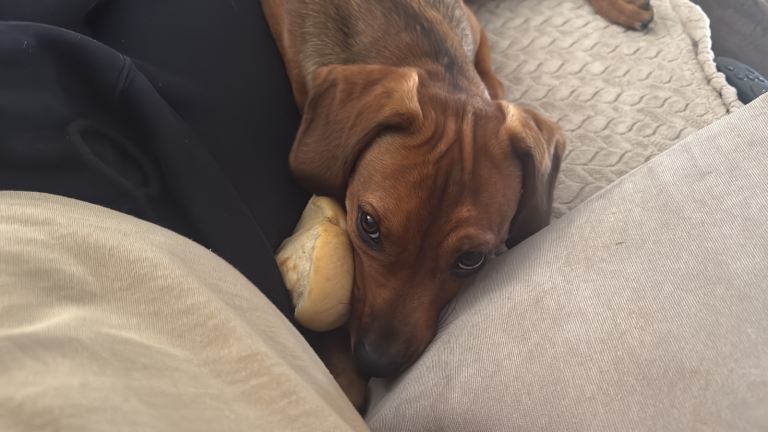 Looking for a forever home